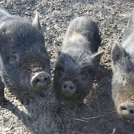 Nocleg ze śniadaniem Kessels Heerlijkheid Maren-Kessel