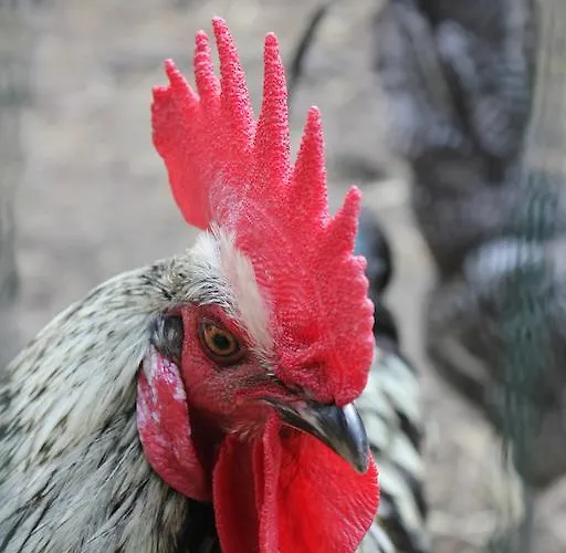 Kessels Heerlijkheid