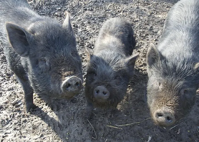 Bed and Breakfast Kessels Heerlijkheid Maren-Kessel